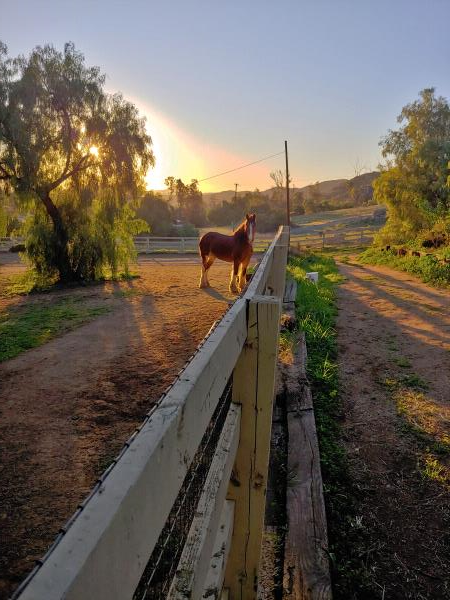 /Images/uploads/San Diego County Farm Bureau/onthefarm/entries/14015.jpg